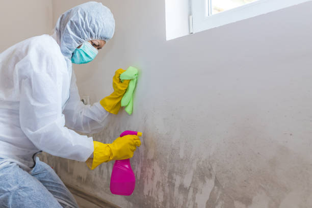 Best Mold Removal for HVAC Installations in Cartersville, GA